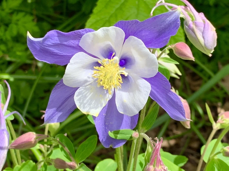 IMG_1218.jpg?type=w966