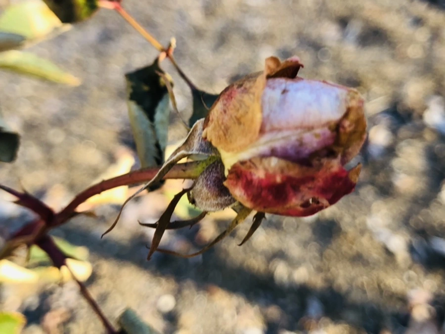 IMG_2207.jpg?type=w966