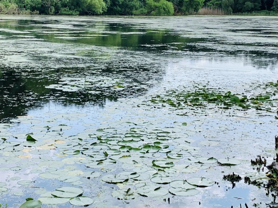 IMG_7526.jpg?type=w966