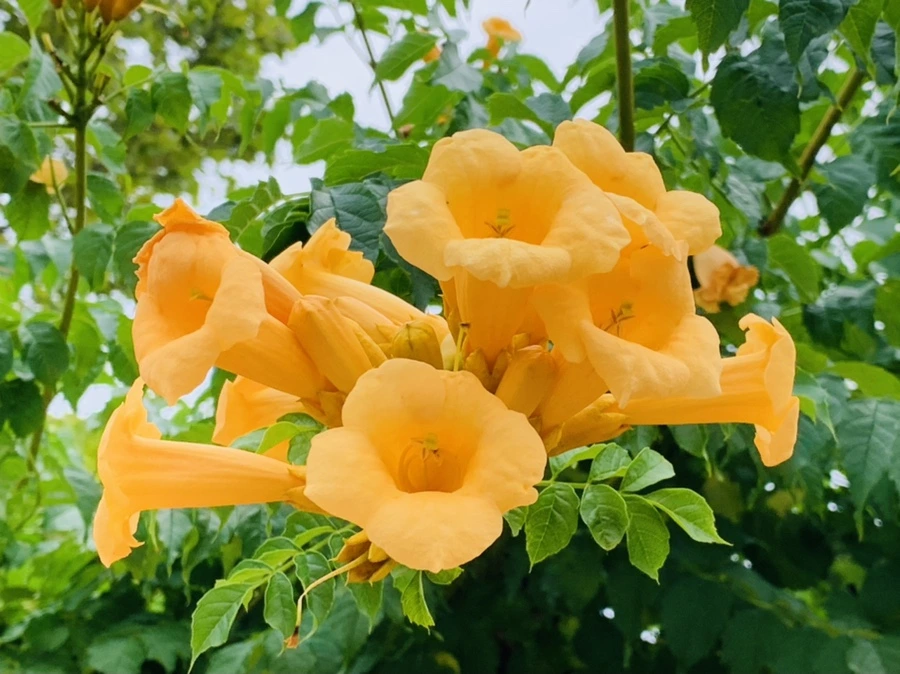 IMG_2362.jpg?type=w966