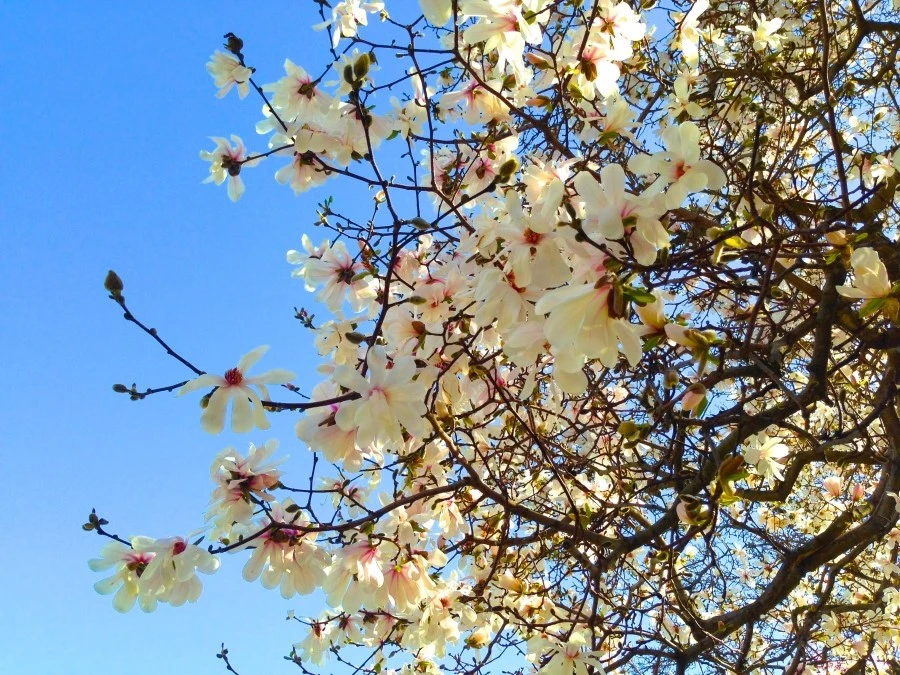 IMG_3323.JPG?type=w1