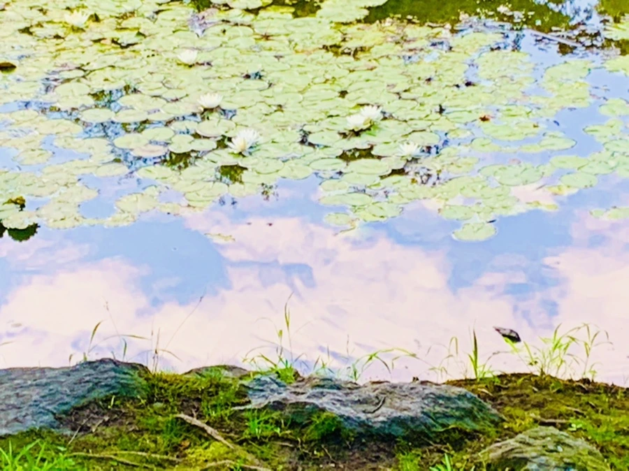 IMG_1545.jpg?type=w966