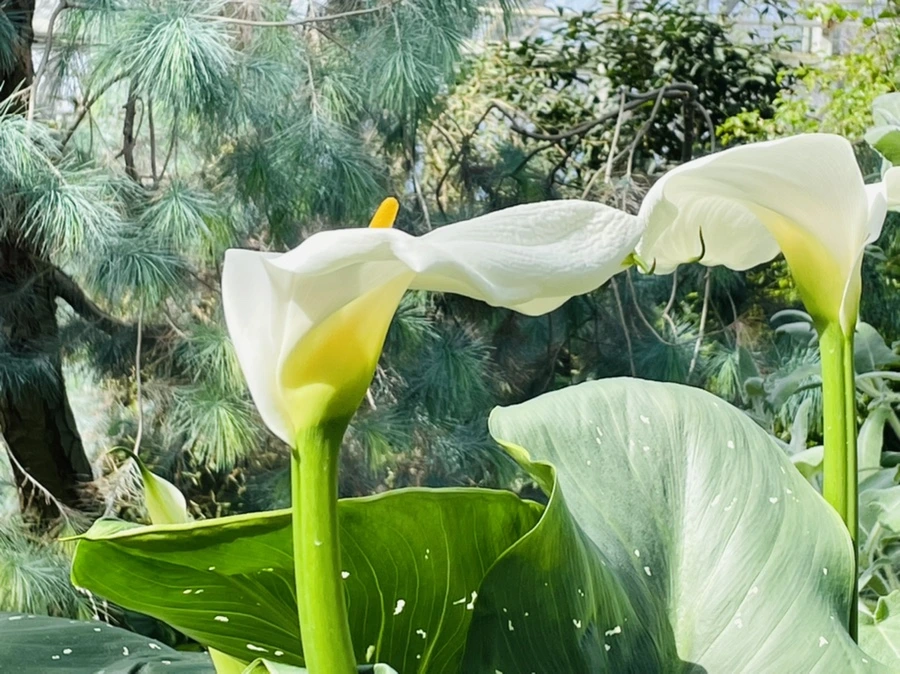 IMG_4210.jpg?type=w966