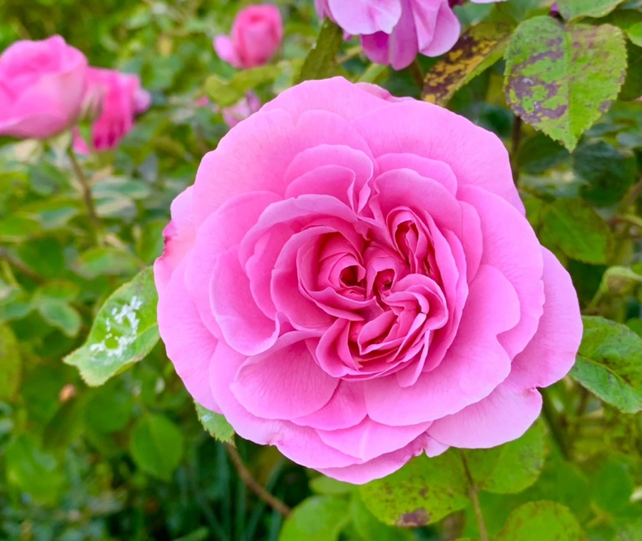 IMG_3580.jpg?type=w966