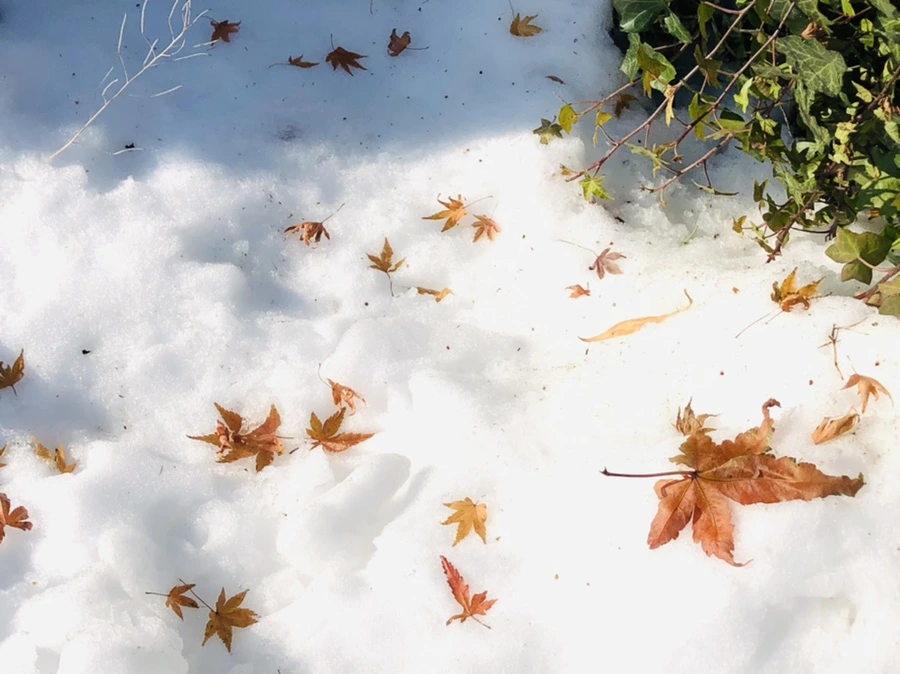 IMG_7754.jpg?type=w966