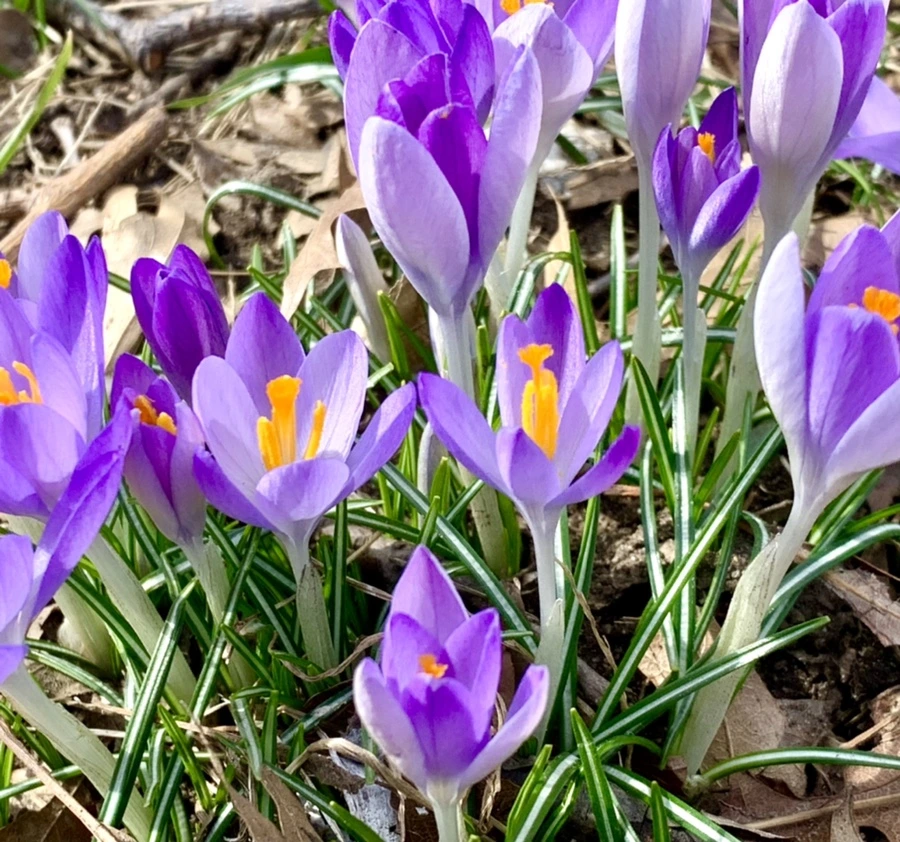 IMG_1226.jpg?type=w966