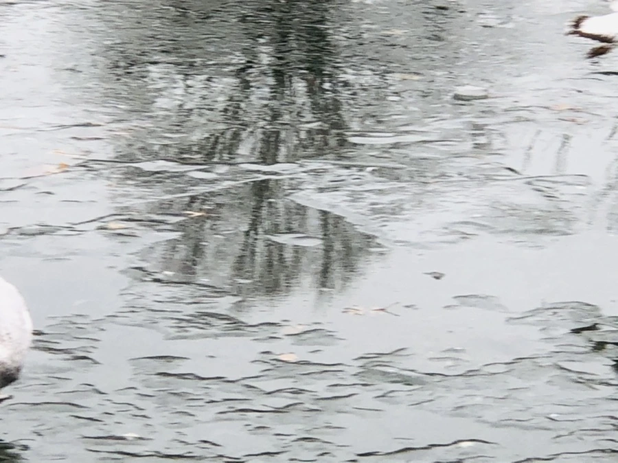 IMG_3151.jpg?type=w966