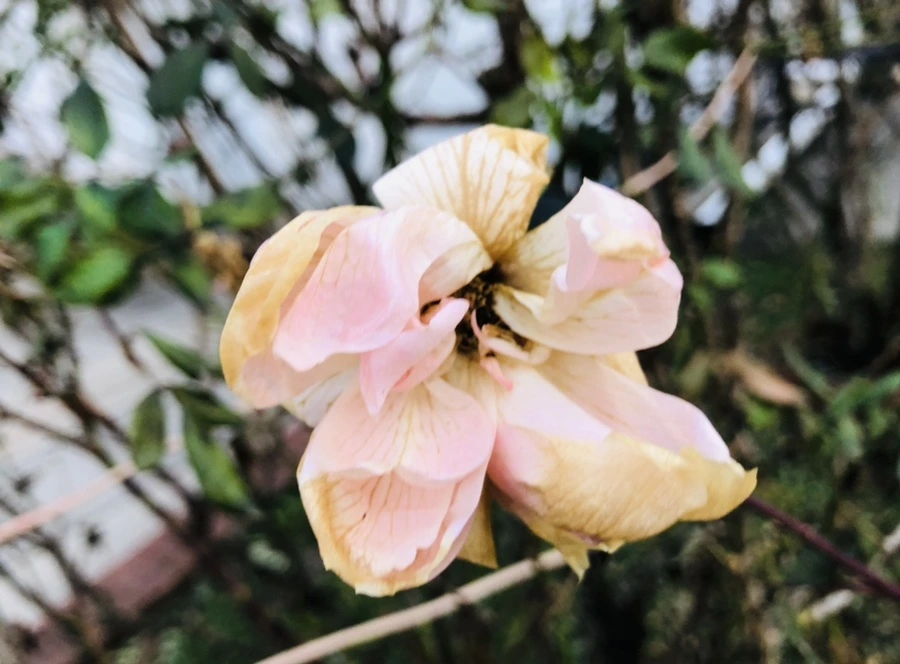 IMG_8190.jpg?type=w966