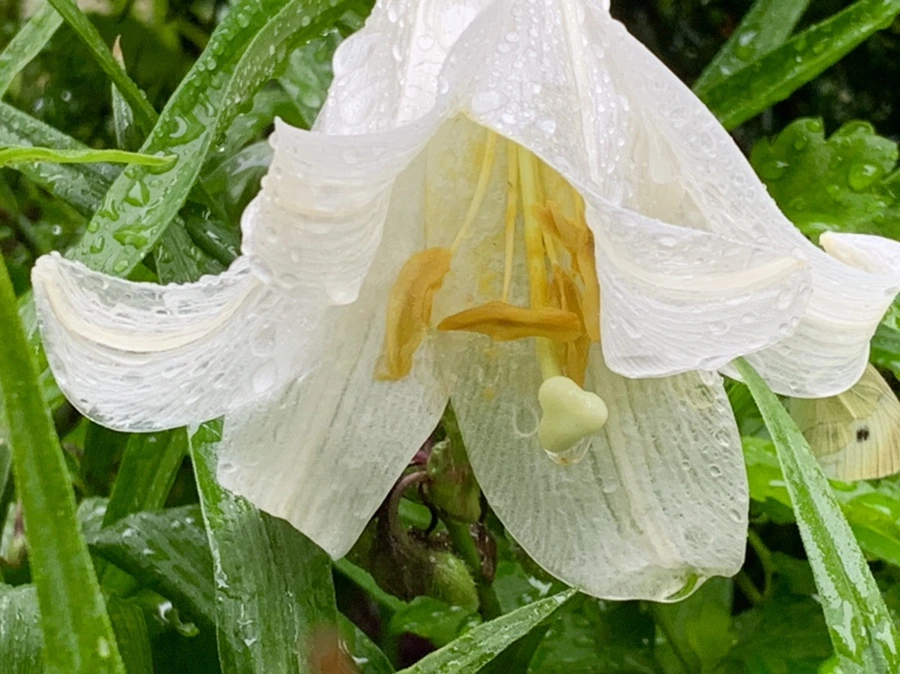 IMG_0127.jpg?type=w966