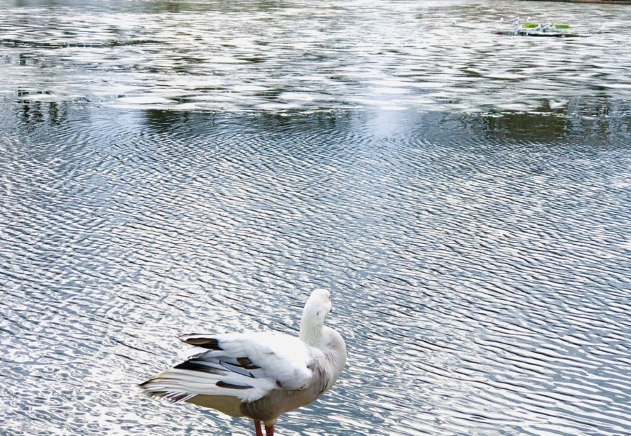 IMG_5084.jpg?type=w966