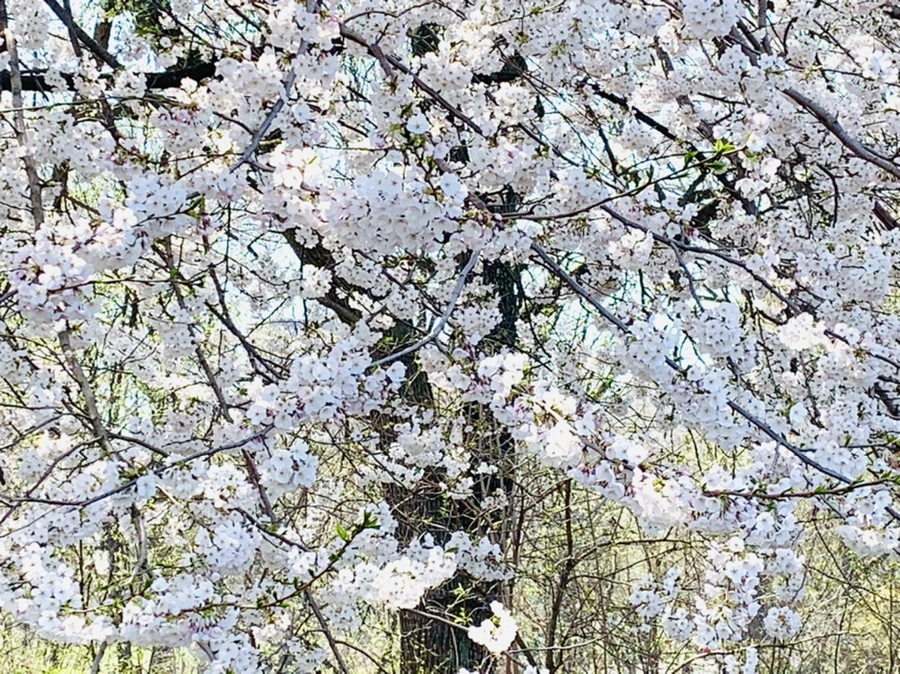 IMG_9003.jpg?type=w966