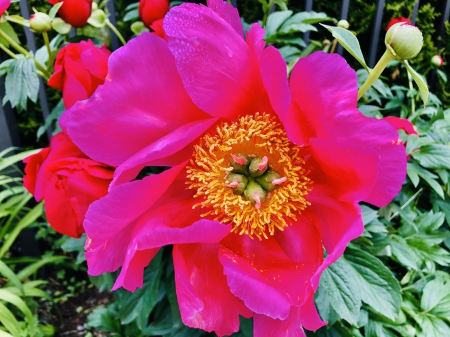 IMG_7428.jpg?type=w966