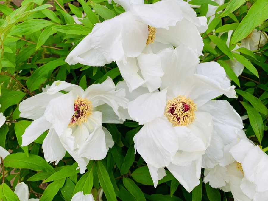 IMG_8942.jpg?type=w966