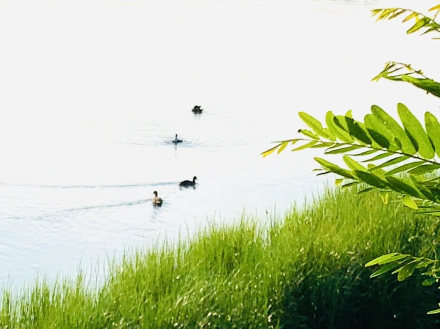 IMG_6475.jpg?type=w966