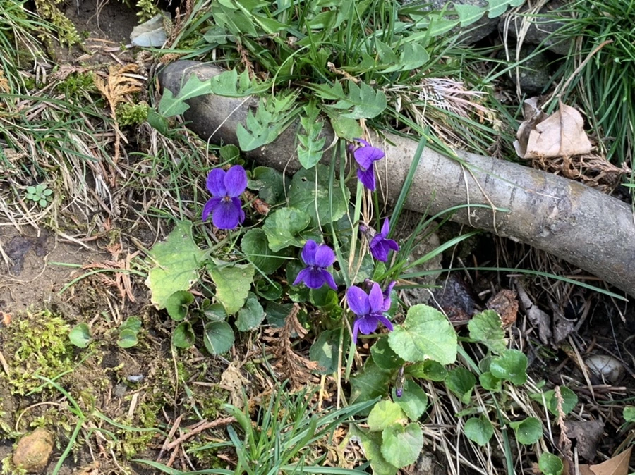 IMG_4384.jpg?type=w966