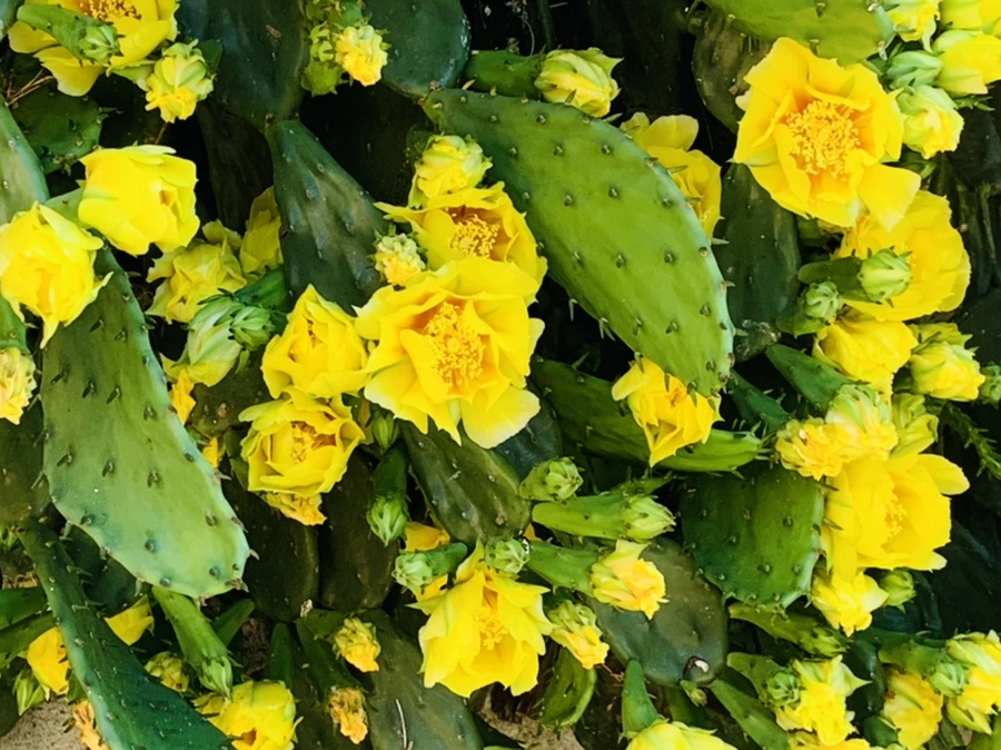 IMG_4350.jpg?type=w966