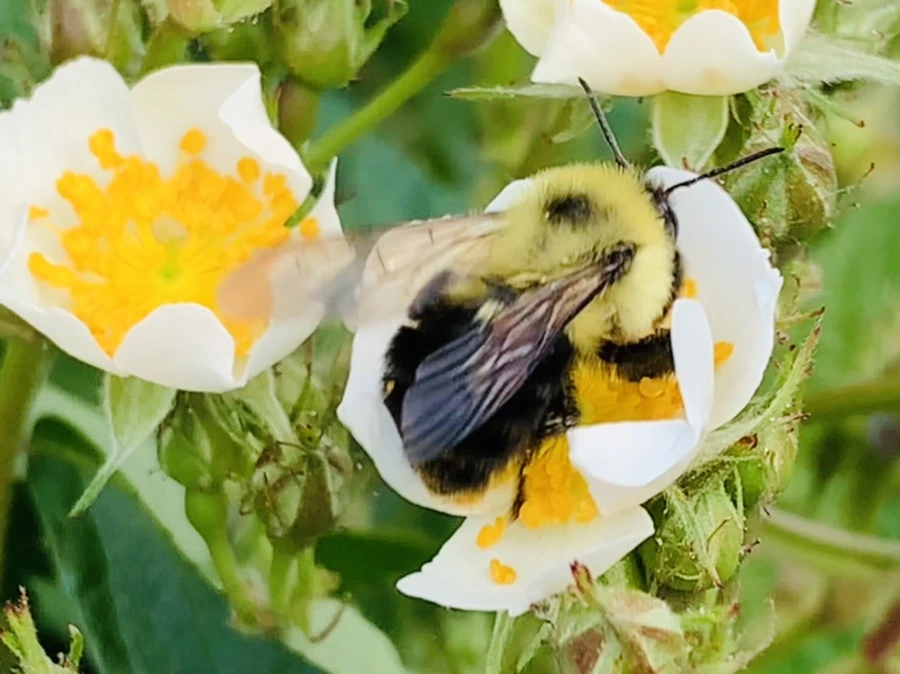 IMG_4033.jpg?type=w966