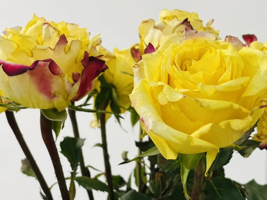 IMG_4764.jpg?type=w966