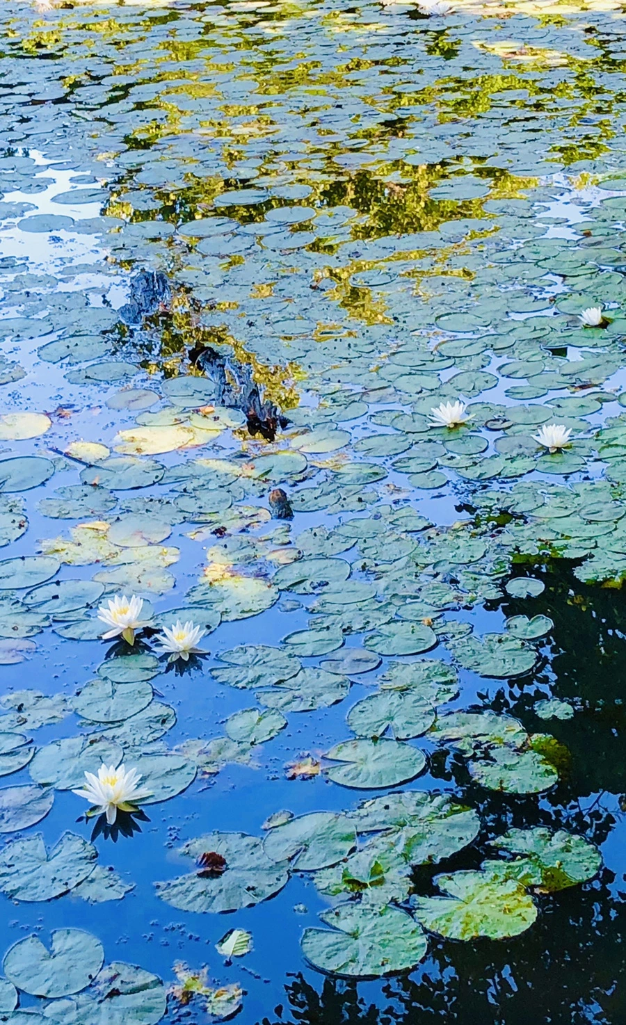 IMG_3881.jpg?type=w966