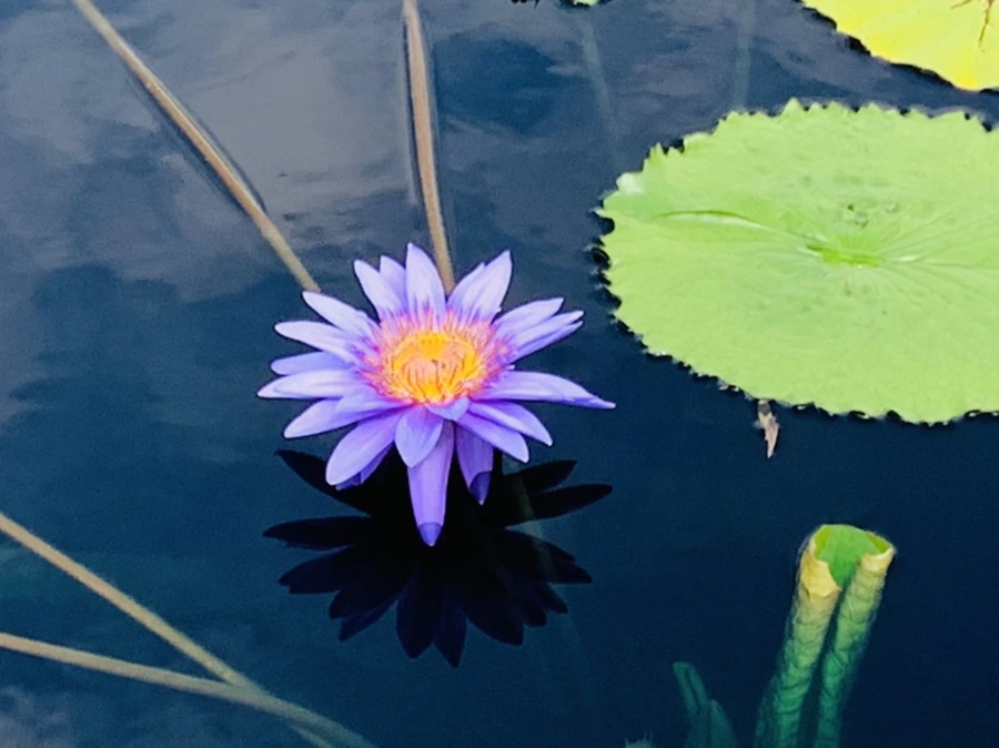 IMG_5448.jpg?type=w966