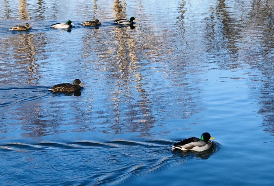 IMG_9779.jpg?type=w966