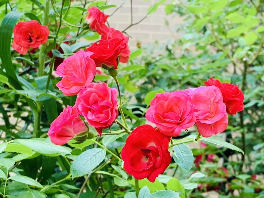 IMG_4810.jpg?type=w966