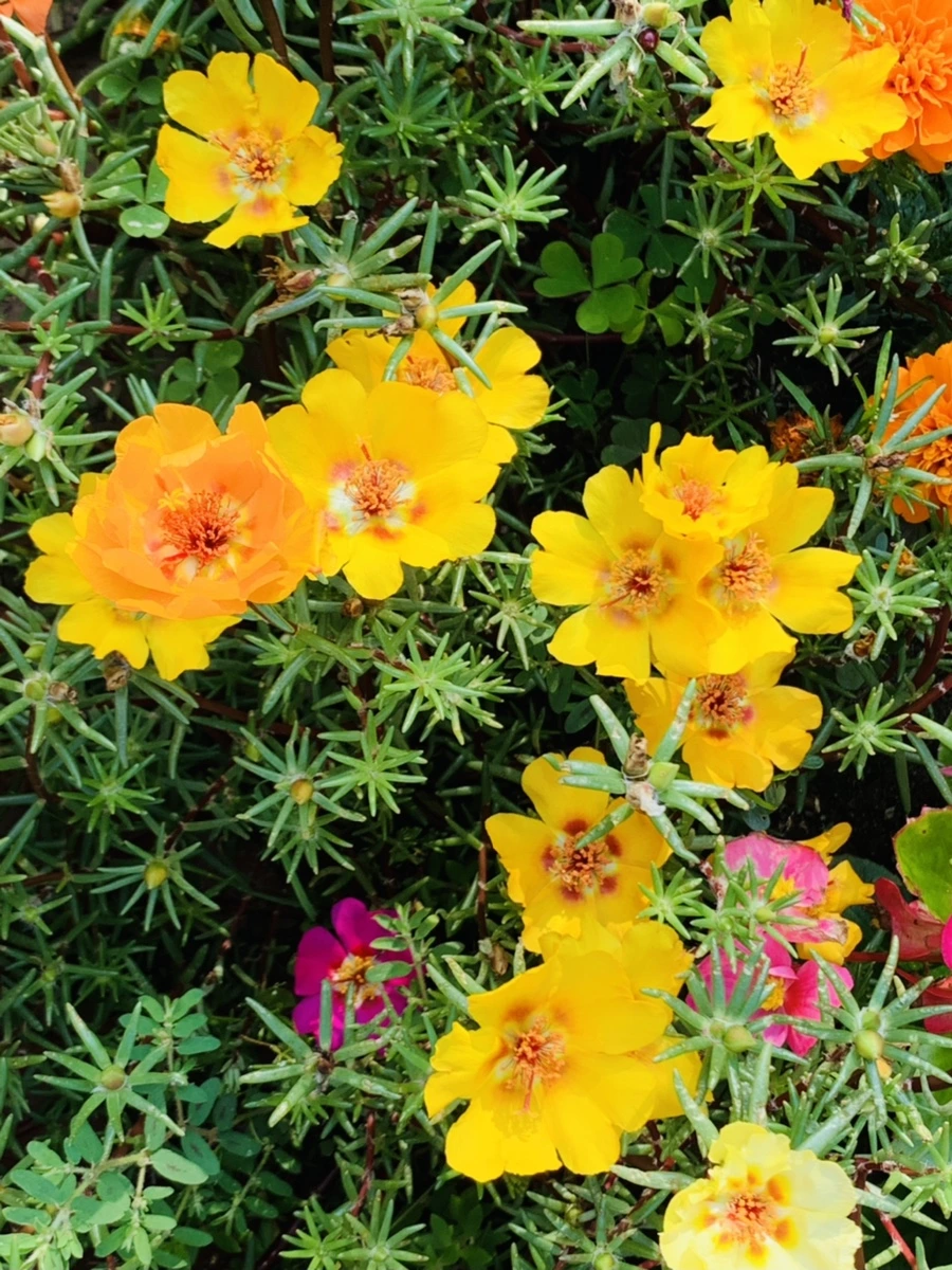 IMG_6652.jpg?type=w966