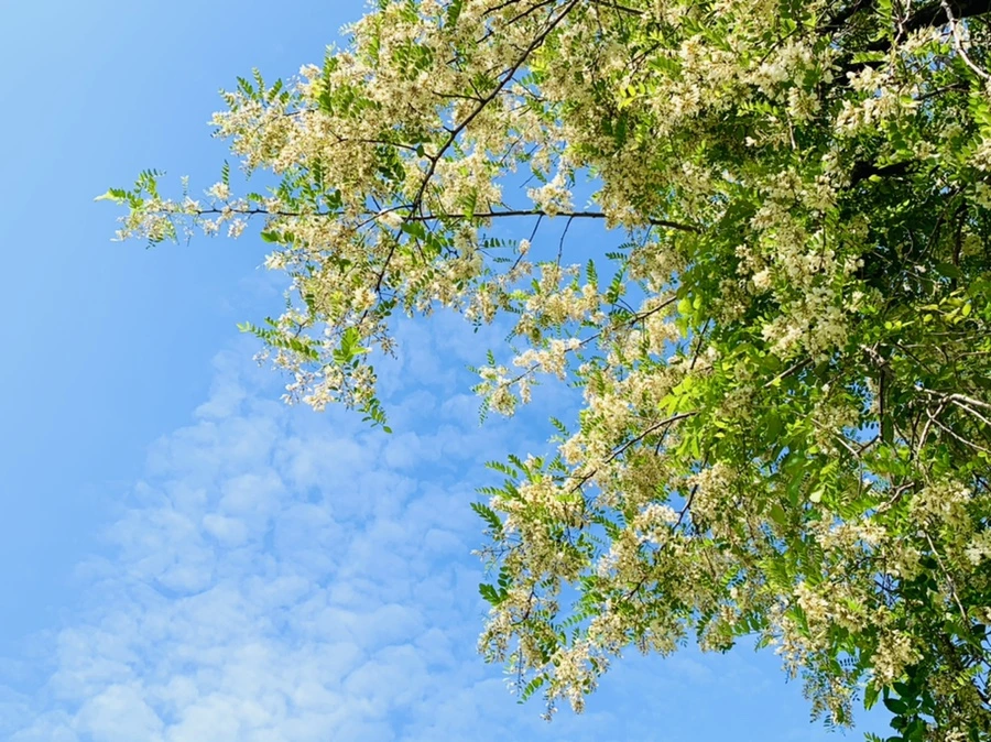 IMG_4672.jpg?type=w966