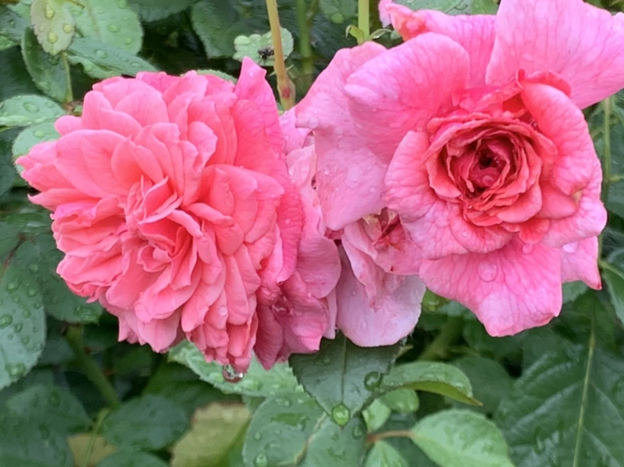 IMG_0923.jpg?type=w966