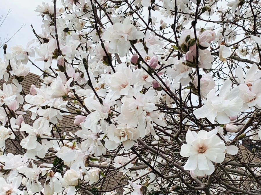 IMG_5932.jpg?type=w966