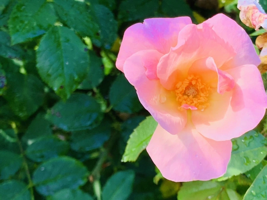 IMG_8407.jpg?type=w966