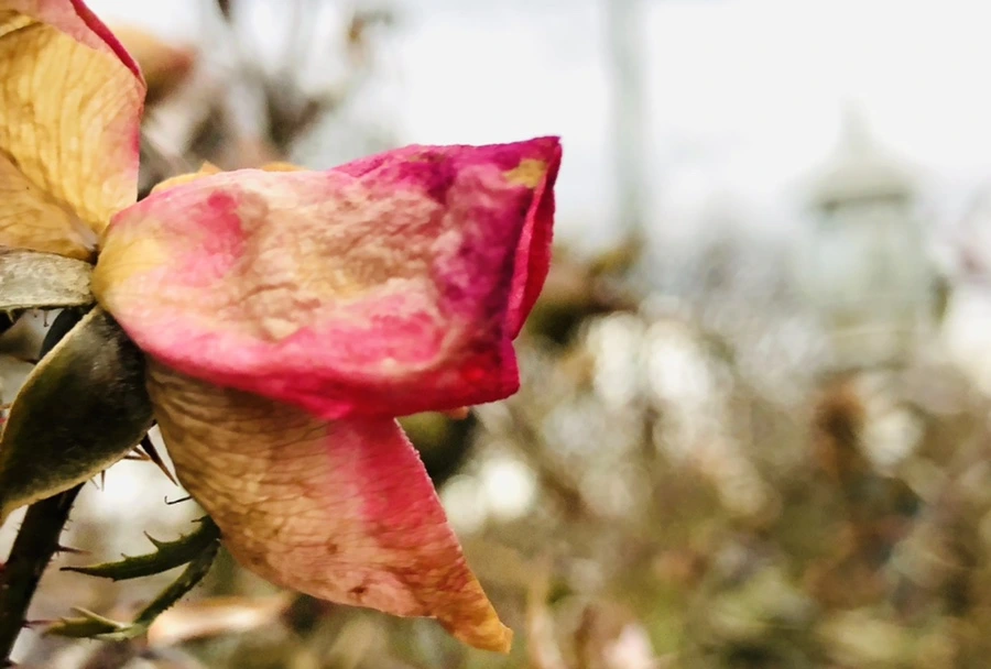 IMG_8795.jpg?type=w966