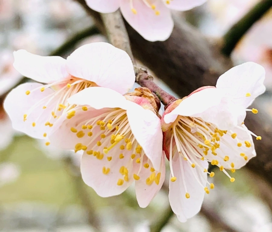 IMG_1682.jpg?type=w966