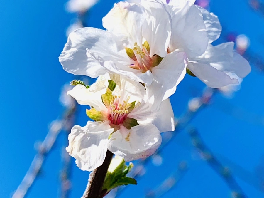 IMG_7653.jpg?type=w966