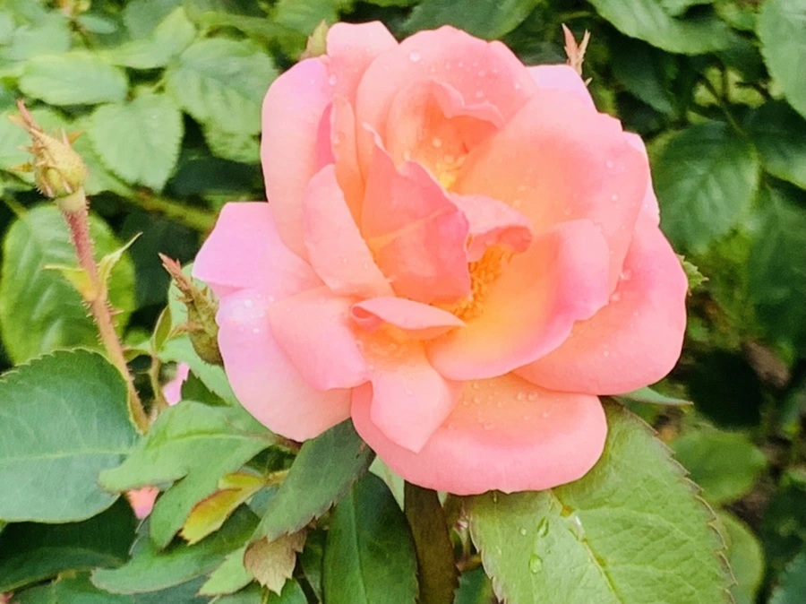 IMG_4964.jpg?type=w966