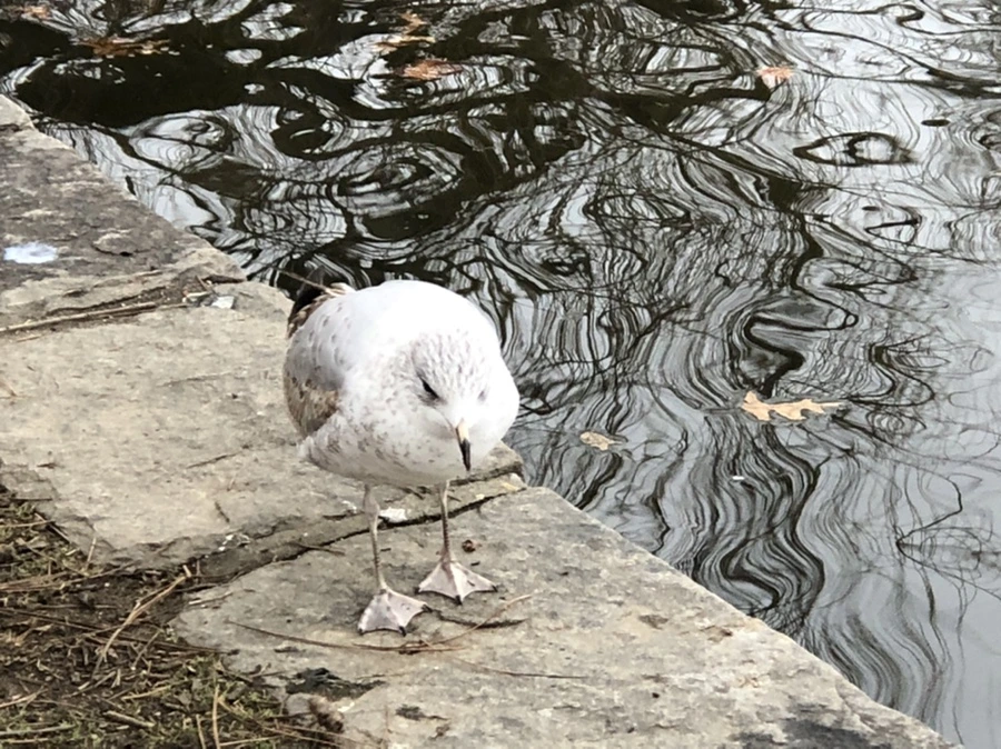 IMG_6458.jpg?type=w966