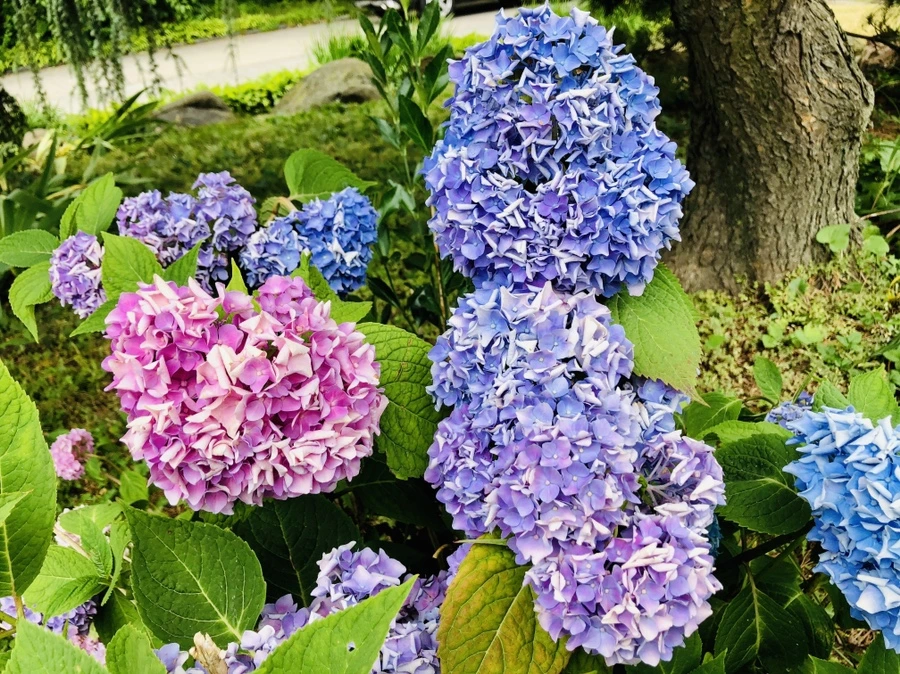 IMG_0492.jpg?type=w966