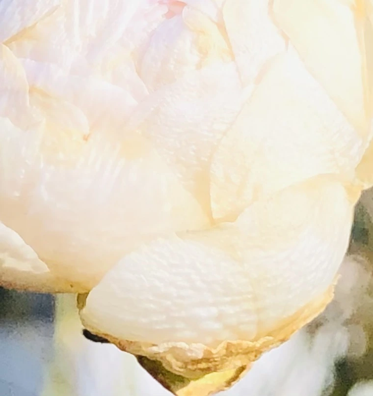 IMG_1389.jpg?type=w966