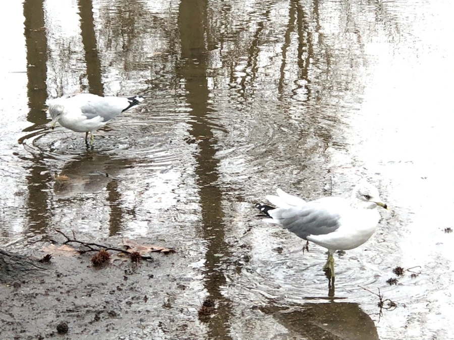 IMG_9422.jpg?type=w966