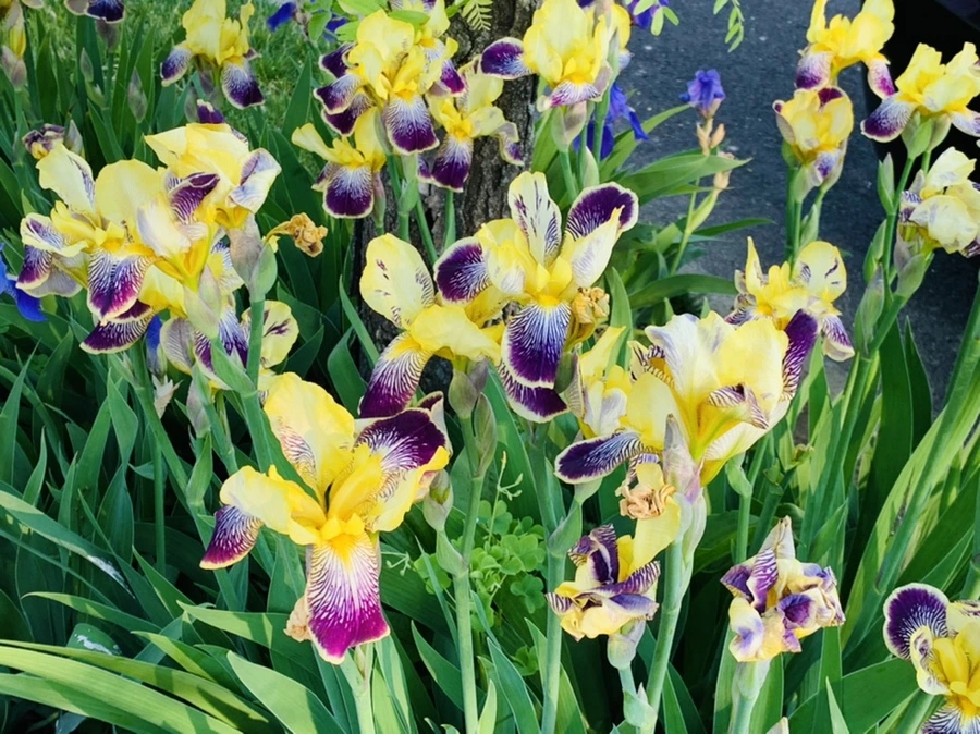 IMG_3446.jpg?type=w966