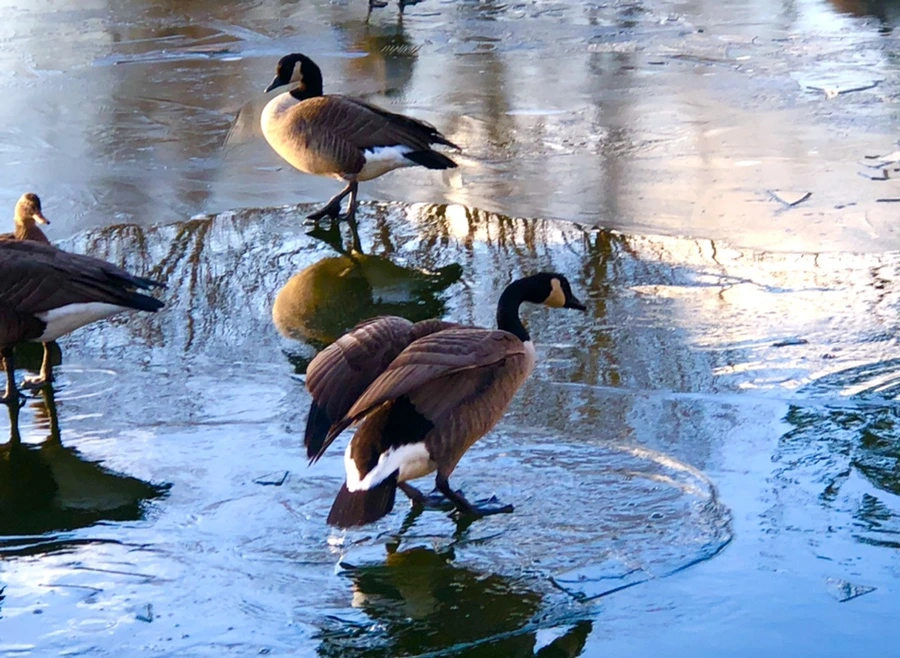 IMG_4978.jpg?type=w966