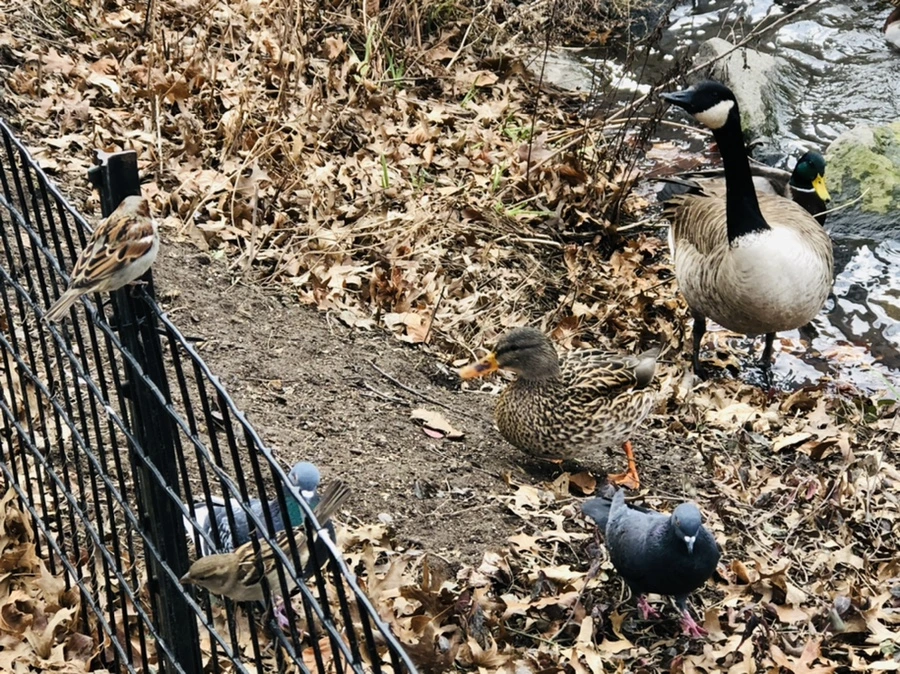 IMG_2424.jpg?type=w966