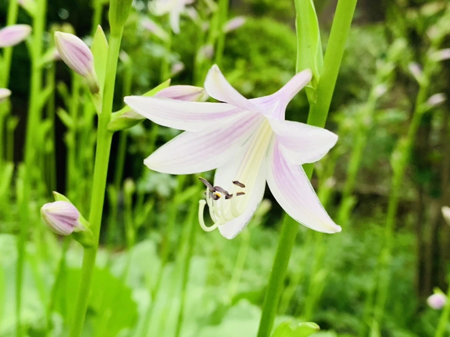 IMG_7172.jpg?type=w966