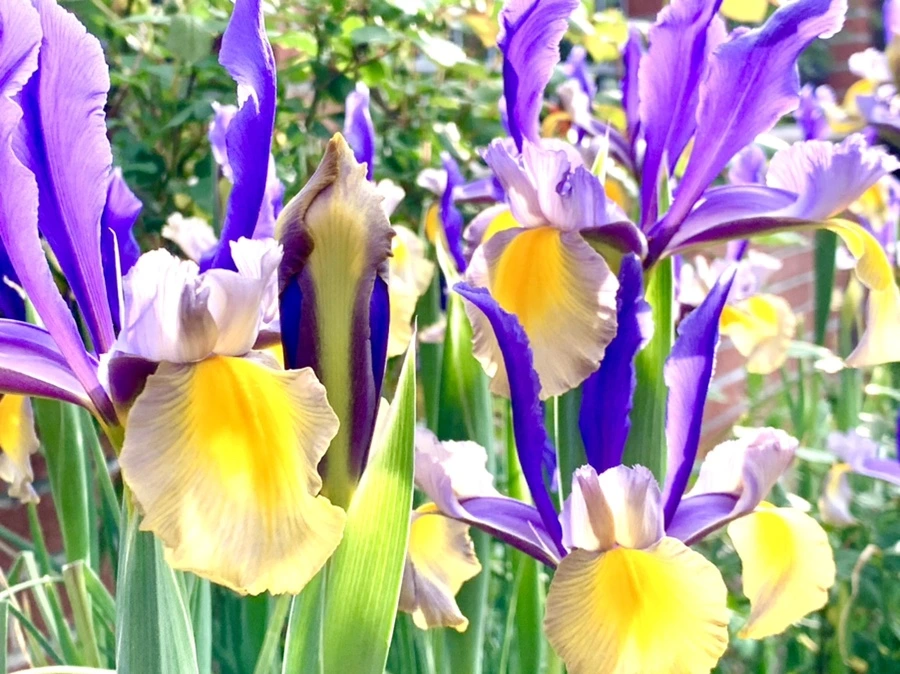 IMG_9094.jpg?type=w966