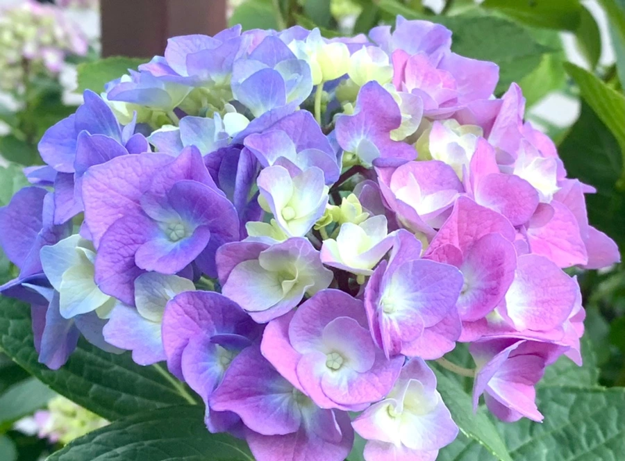 IMG_3934.jpg?type=w966