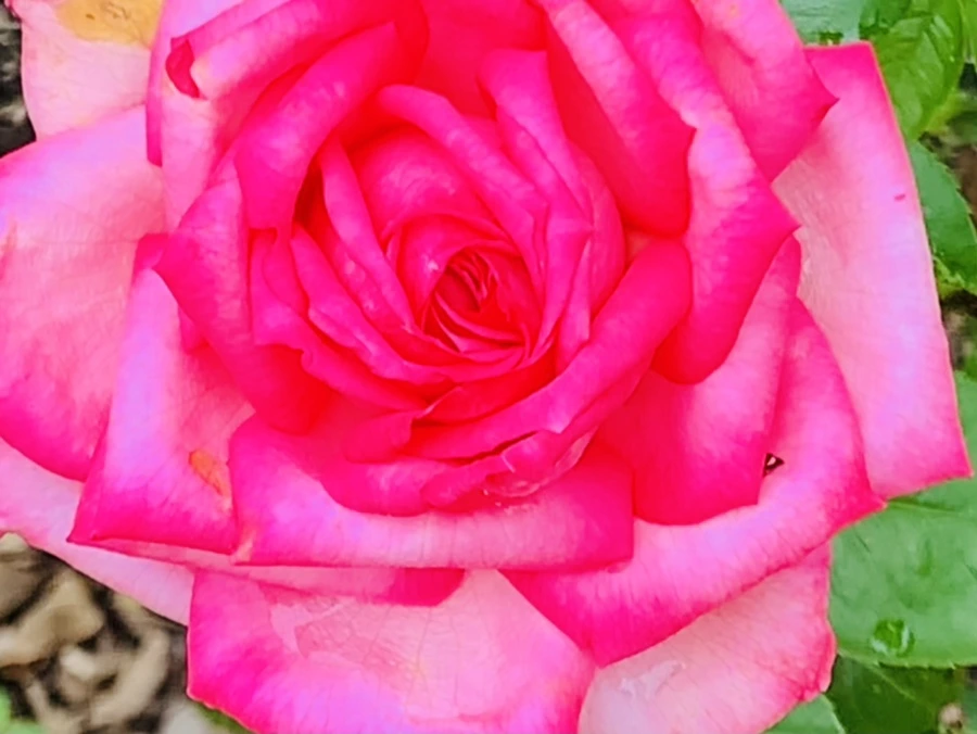 IMG_6941.jpg?type=w966