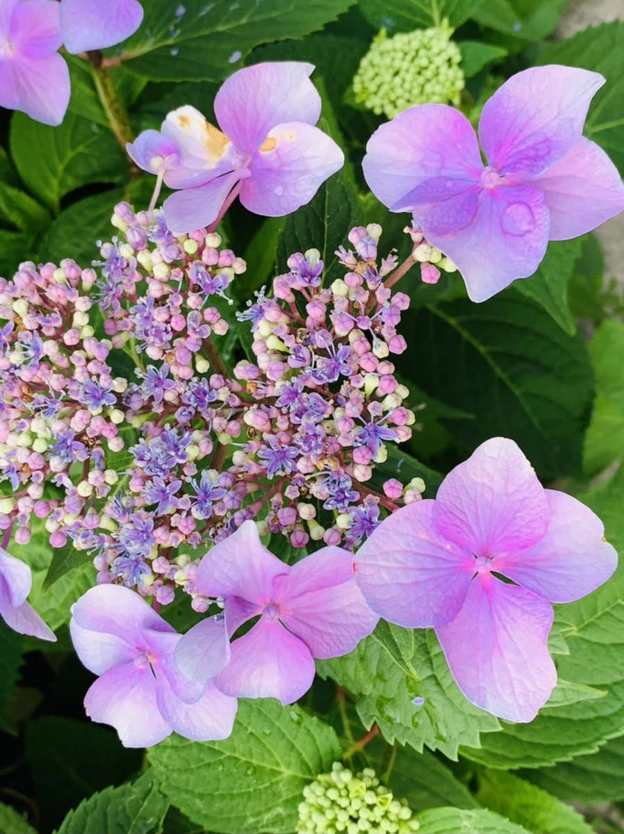 IMG_6006.jpg?type=w966