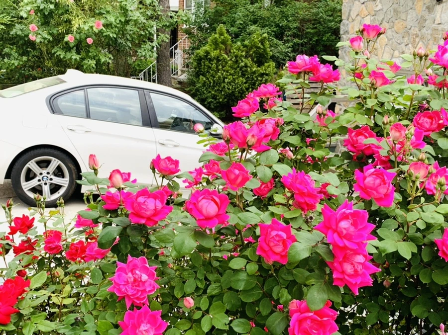 IMG_4788.jpg?type=w966