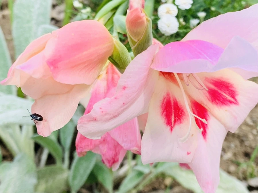 IMG_9445.jpg?type=w966