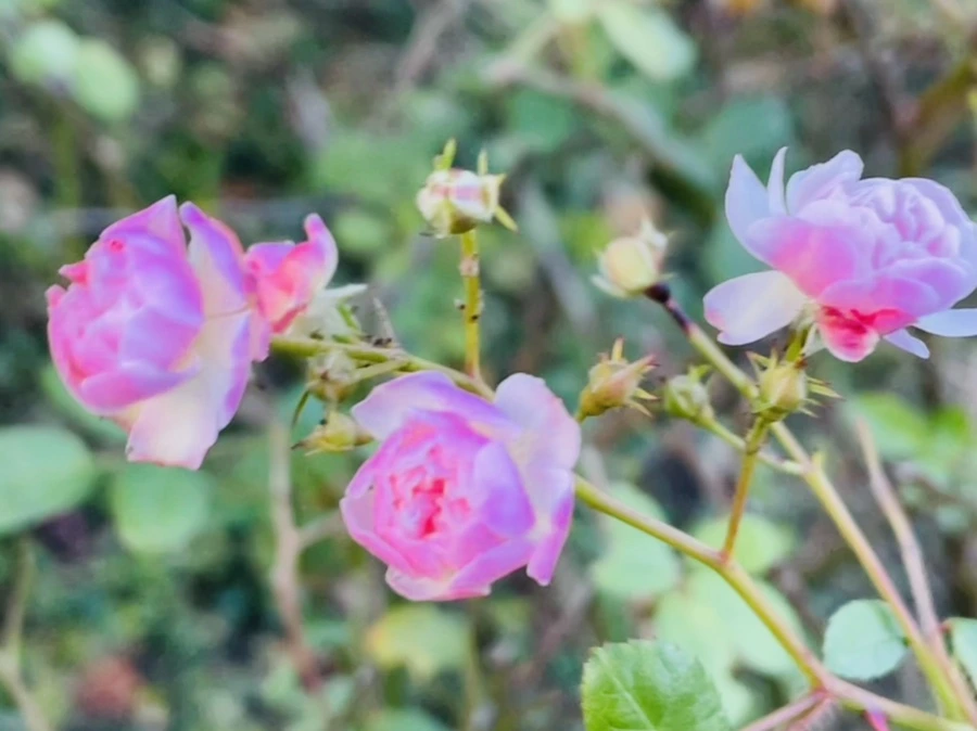 IMG_6686.jpg?type=w966